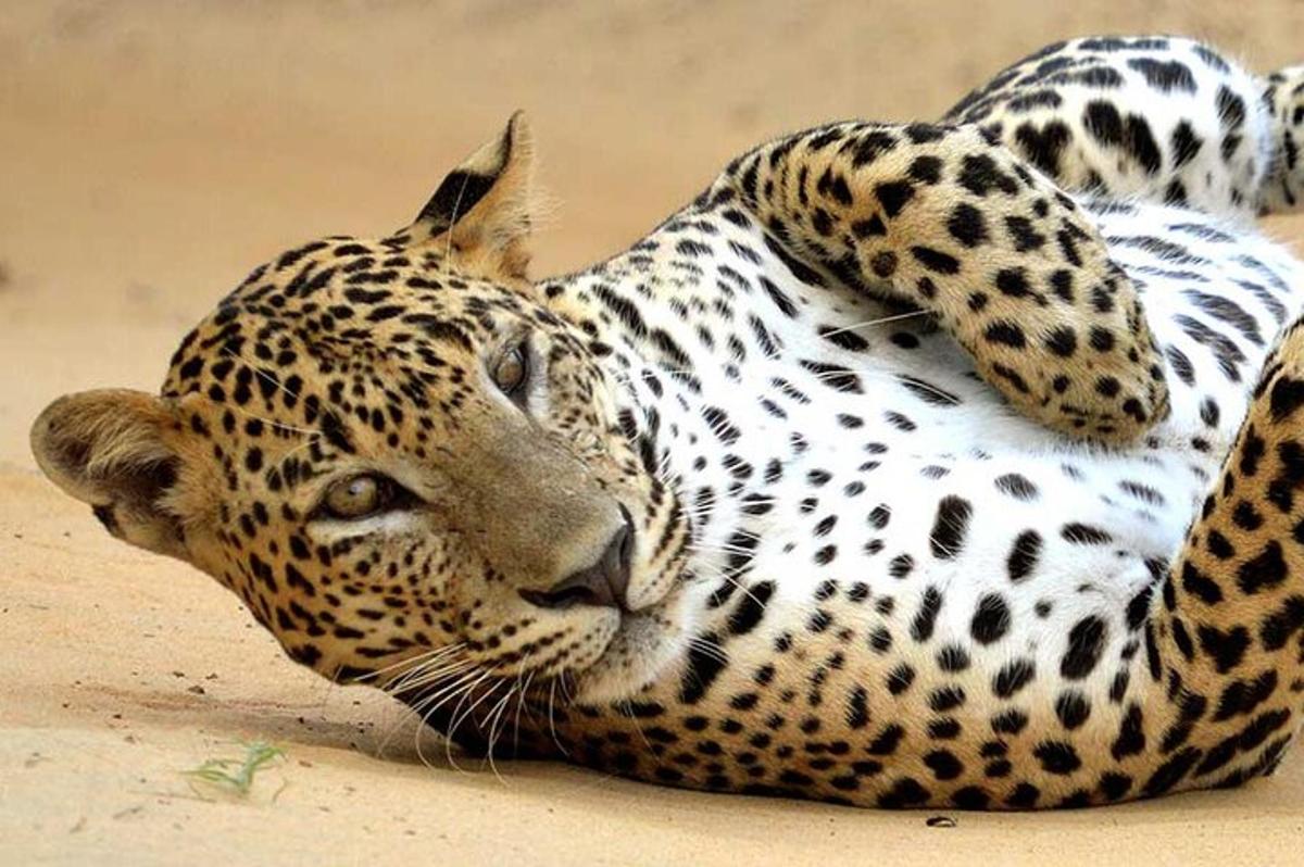 Safari in Wilpattu National Park