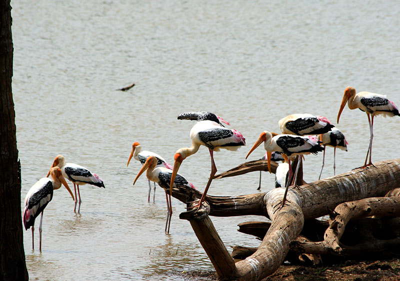 Birdwatching from Jaffna Lagoon – Guided Birding Tours