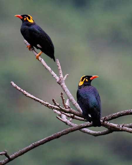 Ritigala Birdwatching Tour from Habarana – Book Now