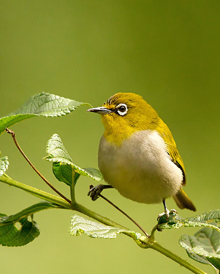Birdwatching Trek in Horton Plains National Park, Sri Lanka
