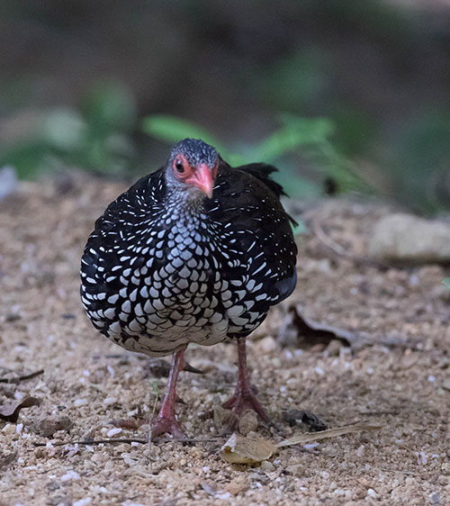 Sinharaja Rainforest Birdwatching Tours & Packages