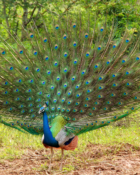 Best Birdwatching Safari from Bundala National Park, Sri Lanka